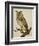 A Long-Eared Owl (Strix Otus)-Christopher Atkinson-Framed Giclee Print