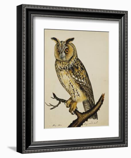 A Long-Eared Owl (Strix Otus)-Christopher Atkinson-Framed Giclee Print