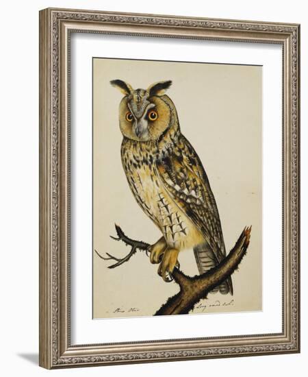 A Long-Eared Owl (Strix Otus)-Christopher Atkinson-Framed Giclee Print