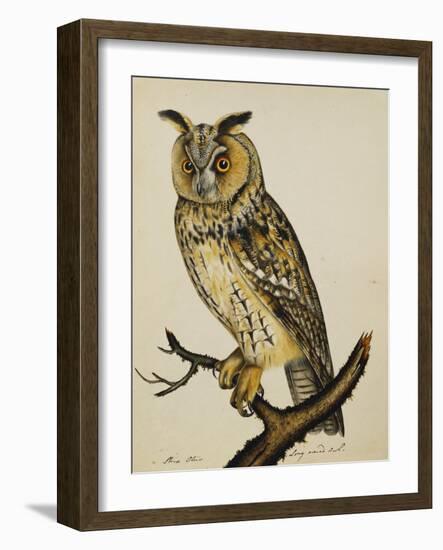 A Long-Eared Owl (Strix Otus)-Christopher Atkinson-Framed Giclee Print