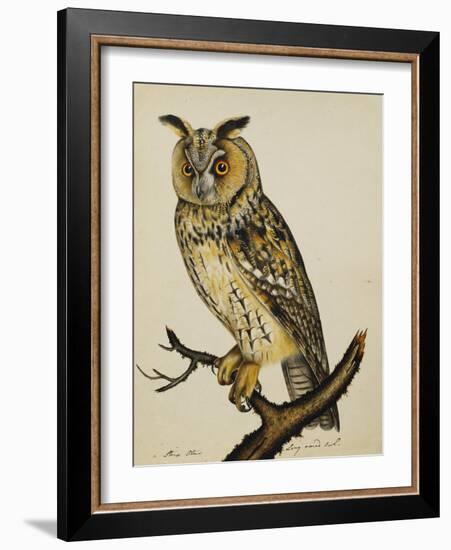 A Long-Eared Owl (Strix Otus)-Christopher Atkinson-Framed Giclee Print