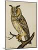 A Long-Eared Owl (Strix Otus)-Christopher Atkinson-Mounted Giclee Print