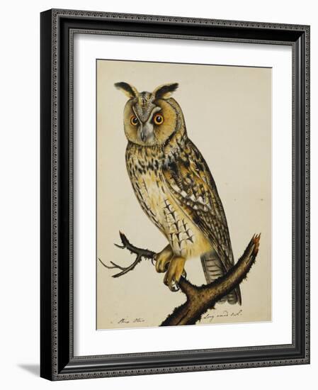 A Long-Eared Owl (Strix Otus)-Christopher Atkinson-Framed Giclee Print