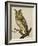 A Long-Eared Owl (Strix Otus)-Christopher Atkinson-Framed Giclee Print