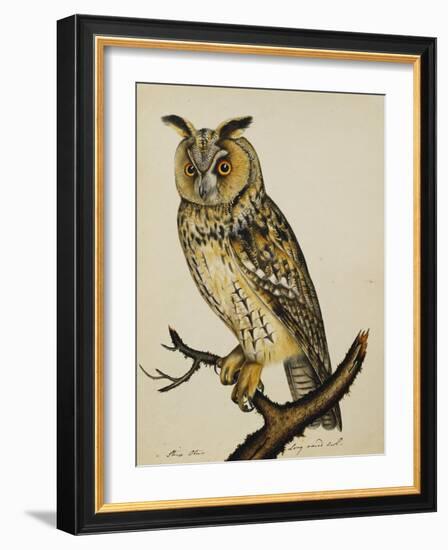 A Long-Eared Owl (Strix Otus)-Christopher Atkinson-Framed Giclee Print