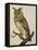 A Long-Eared Owl (Strix Otus)-Christopher Atkinson-Framed Premier Image Canvas