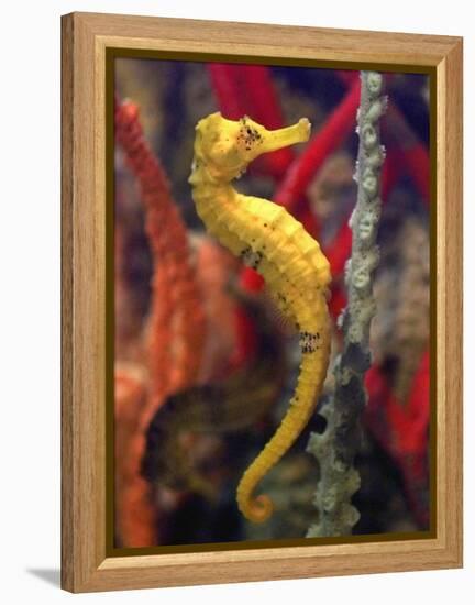 A Longsnout Seahorse Moves Gracefully Through Coral-null-Framed Premier Image Canvas