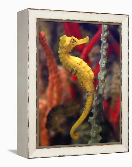 A Longsnout Seahorse Moves Gracefully Through Coral-null-Framed Premier Image Canvas