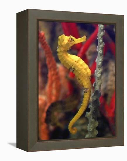 A Longsnout Seahorse Moves Gracefully Through Coral-null-Framed Premier Image Canvas