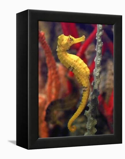 A Longsnout Seahorse Moves Gracefully Through Coral-null-Framed Premier Image Canvas