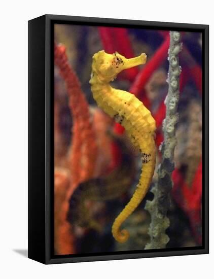 A Longsnout Seahorse Moves Gracefully Through Coral-null-Framed Premier Image Canvas