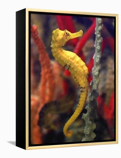 A Longsnout Seahorse Moves Gracefully Through Coral-null-Framed Premier Image Canvas