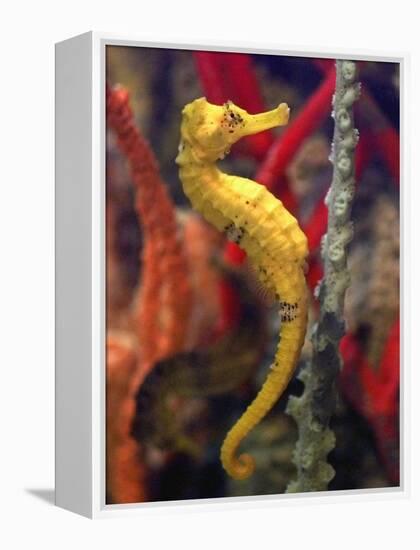 A Longsnout Seahorse Moves Gracefully Through Coral-null-Framed Premier Image Canvas