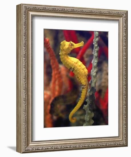 A Longsnout Seahorse Moves Gracefully Through Coral-null-Framed Photographic Print