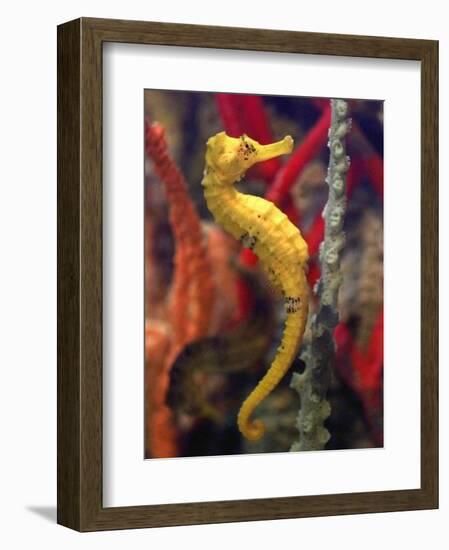 A Longsnout Seahorse Moves Gracefully Through Coral-null-Framed Photographic Print