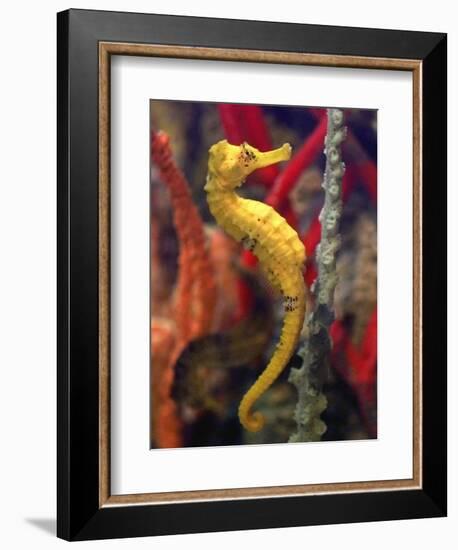 A Longsnout Seahorse Moves Gracefully Through Coral-null-Framed Photographic Print