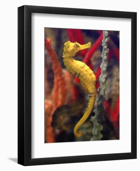 A Longsnout Seahorse Moves Gracefully Through Coral-null-Framed Photographic Print