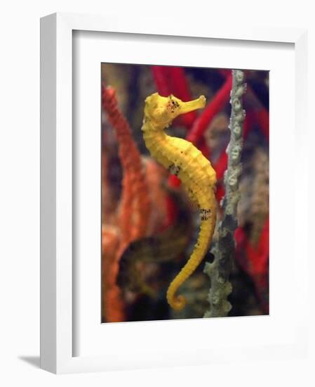 A Longsnout Seahorse Moves Gracefully Through Coral-null-Framed Photographic Print