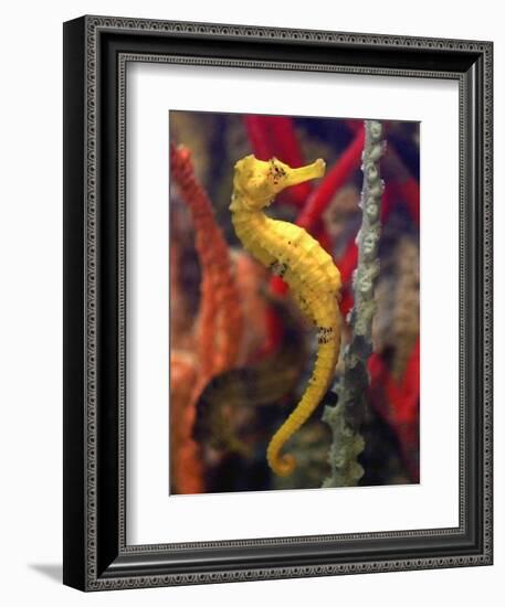 A Longsnout Seahorse Moves Gracefully Through Coral-null-Framed Photographic Print