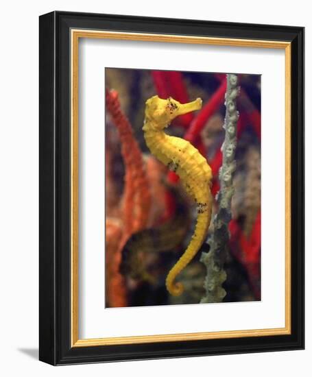 A Longsnout Seahorse Moves Gracefully Through Coral-null-Framed Photographic Print