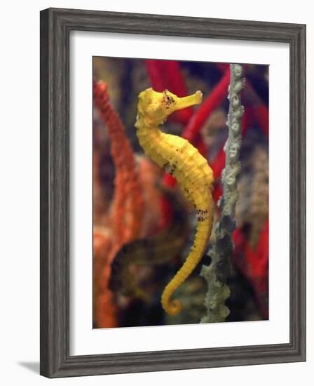 A Longsnout Seahorse Moves Gracefully Through Coral-null-Framed Photographic Print