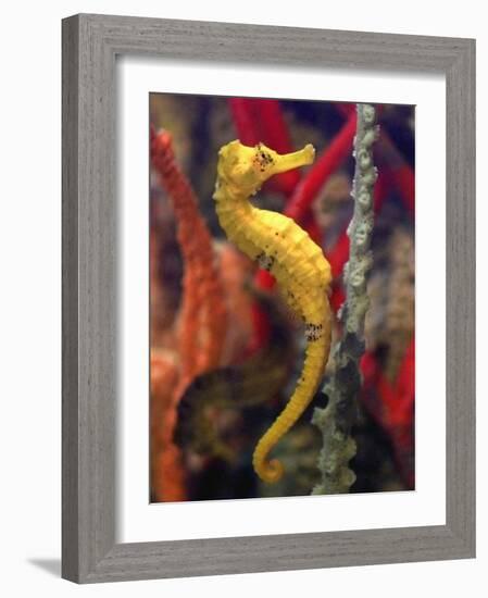 A Longsnout Seahorse Moves Gracefully Through Coral-null-Framed Photographic Print