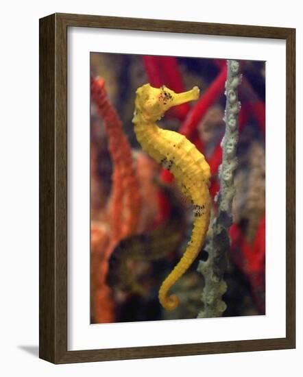 A Longsnout Seahorse Moves Gracefully Through Coral-null-Framed Photographic Print