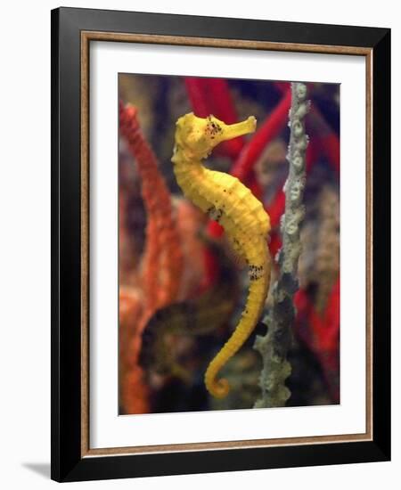 A Longsnout Seahorse Moves Gracefully Through Coral-null-Framed Photographic Print