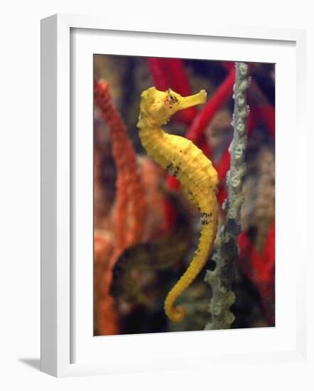 A Longsnout Seahorse Moves Gracefully Through Coral-null-Framed Photographic Print