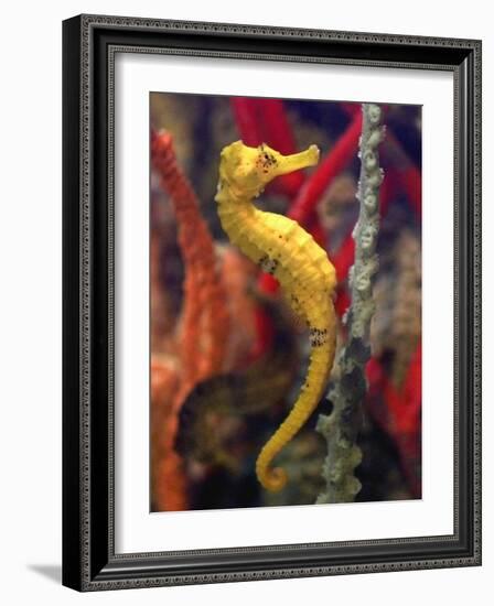 A Longsnout Seahorse Moves Gracefully Through Coral-null-Framed Photographic Print