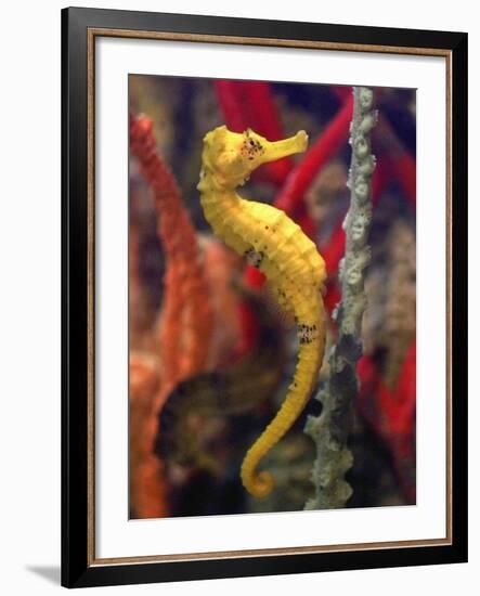 A Longsnout Seahorse Moves Gracefully Through Coral-null-Framed Photographic Print