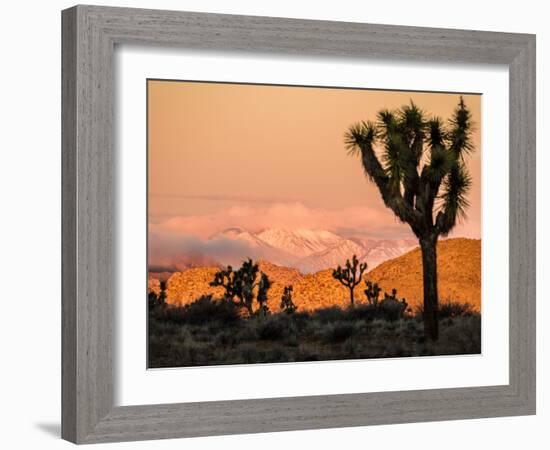 A Look At The Many Layers Of Joshua Tree National Park-Daniel Kuras-Framed Photographic Print