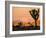 A Look At The Many Layers Of Joshua Tree National Park-Daniel Kuras-Framed Photographic Print