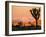 A Look At The Many Layers Of Joshua Tree National Park-Daniel Kuras-Framed Photographic Print