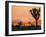 A Look At The Many Layers Of Joshua Tree National Park-Daniel Kuras-Framed Photographic Print