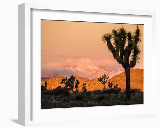 A Look At The Many Layers Of Joshua Tree National Park-Daniel Kuras-Framed Photographic Print