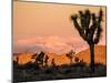 A Look At The Many Layers Of Joshua Tree National Park-Daniel Kuras-Mounted Photographic Print