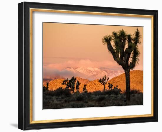 A Look At The Many Layers Of Joshua Tree National Park-Daniel Kuras-Framed Photographic Print