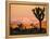 A Look At The Many Layers Of Joshua Tree National Park-Daniel Kuras-Framed Premier Image Canvas