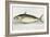 A Mackerel-E. Albin-Framed Giclee Print