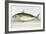 A Mackerel-E. Albin-Framed Giclee Print