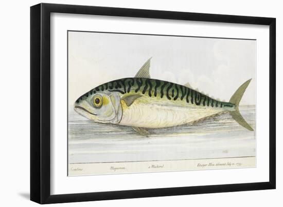 A Mackerel-E. Albin-Framed Giclee Print