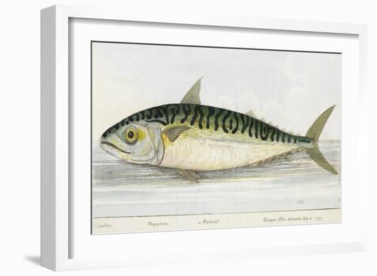 A Mackerel-E. Albin-Framed Giclee Print