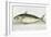 A Mackerel-E. Albin-Framed Giclee Print