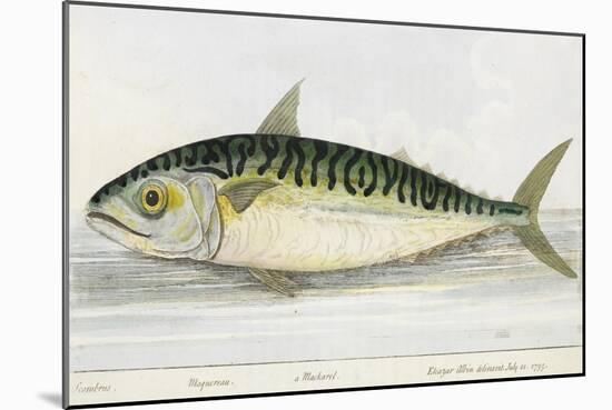 A Mackerel-E. Albin-Mounted Giclee Print