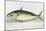 A Mackerel-E. Albin-Mounted Giclee Print