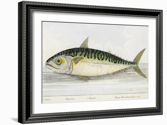 A Mackerel-E. Albin-Framed Giclee Print