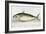 A Mackerel-E. Albin-Framed Giclee Print