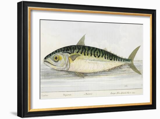 A Mackerel-E. Albin-Framed Giclee Print