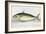 A Mackerel-E. Albin-Framed Giclee Print